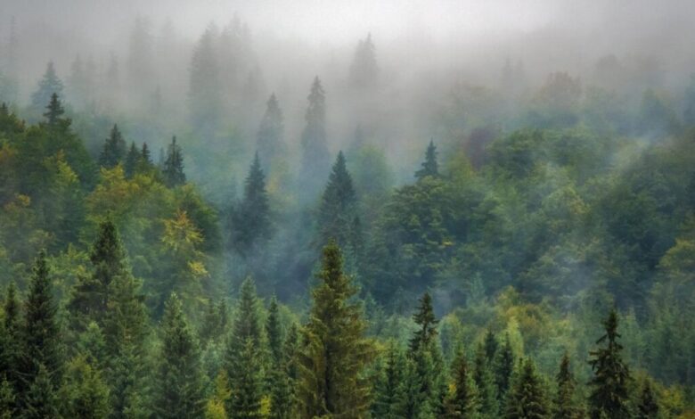 اتخاذ رویکردهای متنوع، کلید حذف کربن است