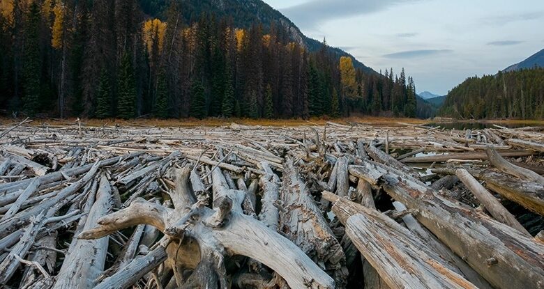 بزرگترین دپوی درخت جهان دربرگیرنده میلیون ها تن کربن است
