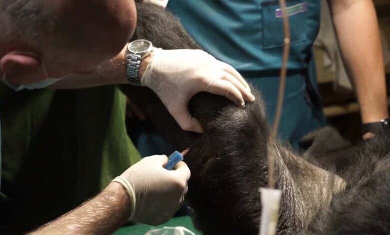 درمان آرتریت با سلول های بنیادی برای یک گوریل