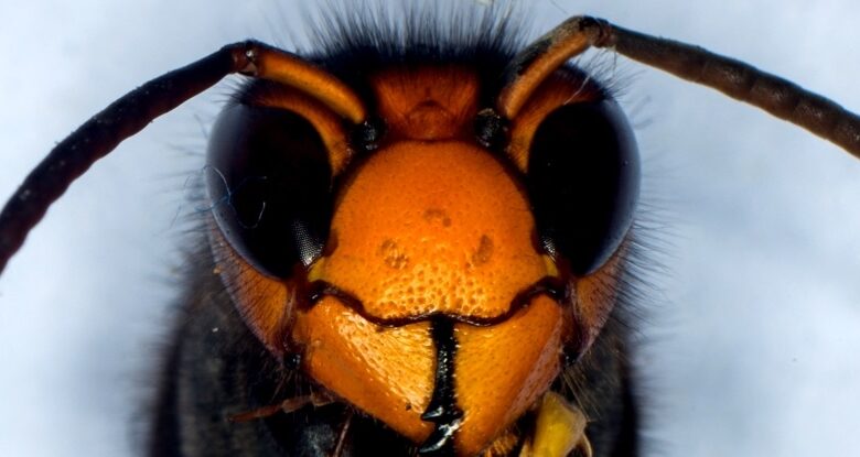 گونه‌های مهاجم در حال گسترش خارج از کنترل هستند