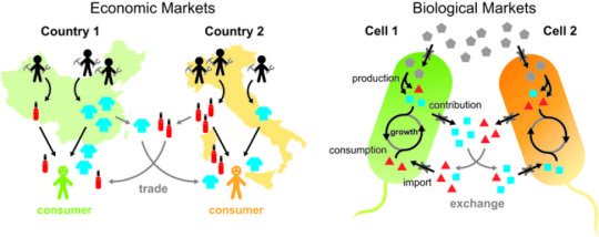 مدل اقتصادی ارتباطات باکتریایی
