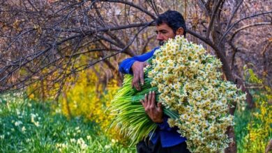 جشنواره گل نرگس شهرستان خفر