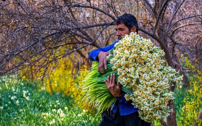 جشنواره گل نرگس شهرستان خفر