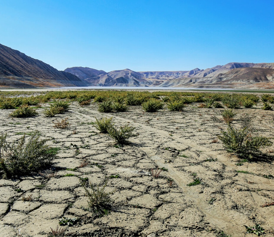 دانش‌بنیان‌ها با تولید بذرهای مقاوم، خشکسالی را به چالش کشاندند
