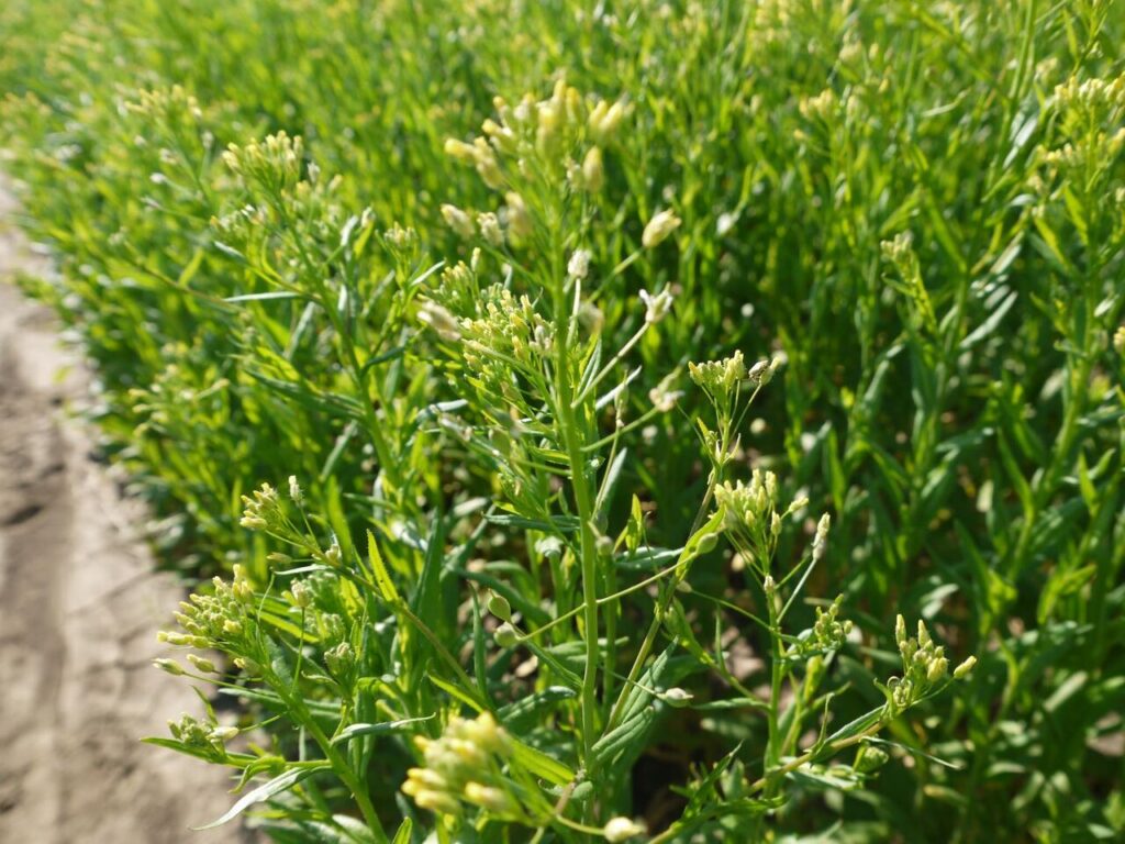 سینا